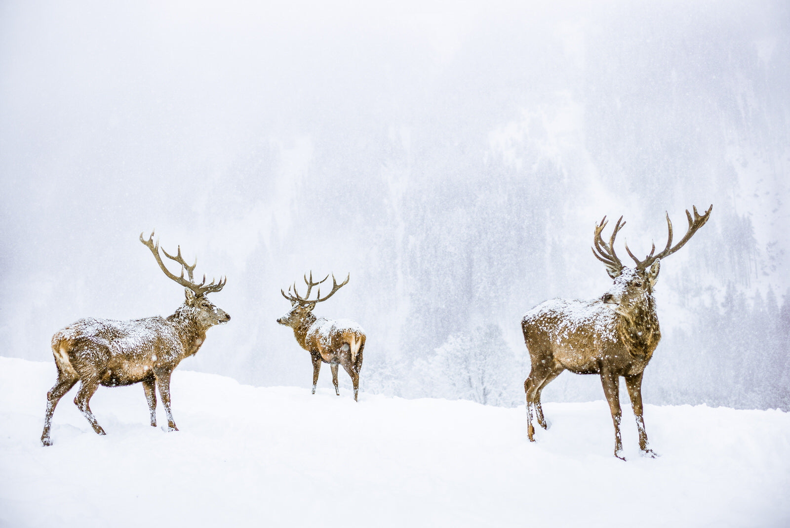 Deer - Lim. Ed. - Bastian Hertel - Austria 2017